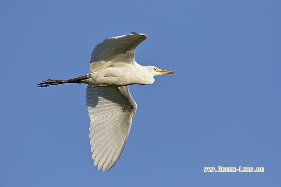 Kuhreiher - Copyright Stefan Pfützke