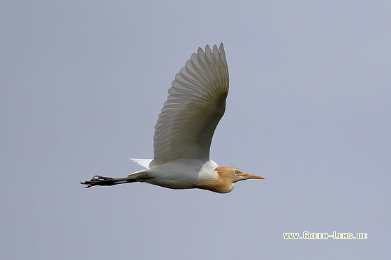 Kuhreiher - Copyright Stefan Pfützke