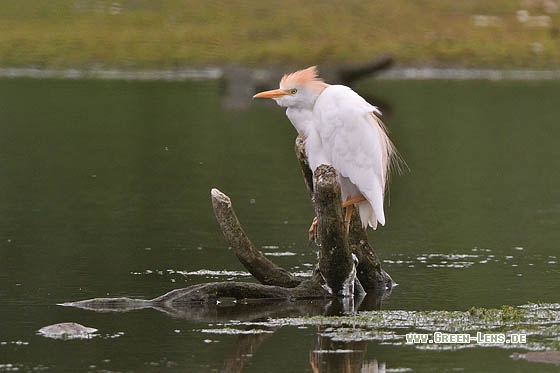 Kuhreiher - Copyright Stefan Pfützke