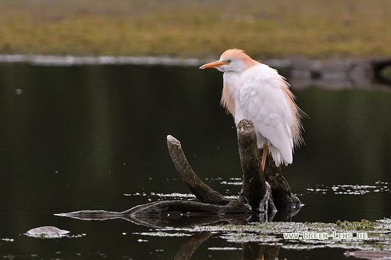 Kuhreiher - Copyright Stefan Pfützke