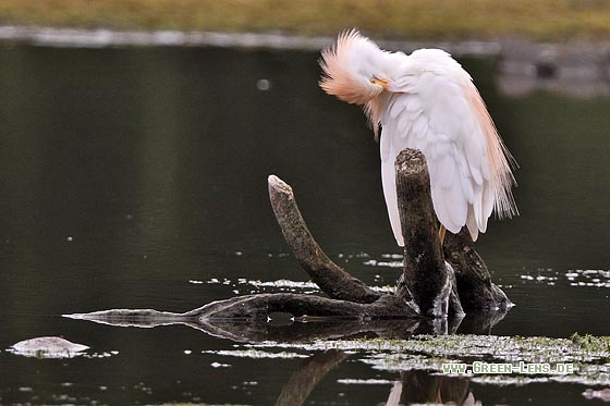 Kuhreiher - Copyright Stefan Pfützke