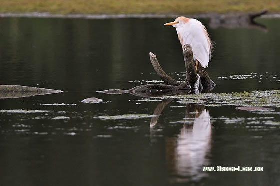 Kuhreiher - Copyright Stefan Pfützke