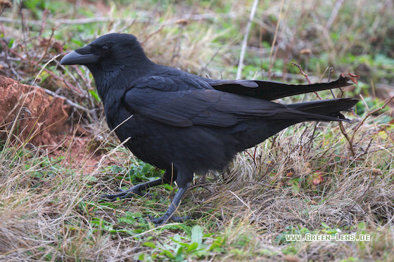 Rabenkrähe - Copyright 