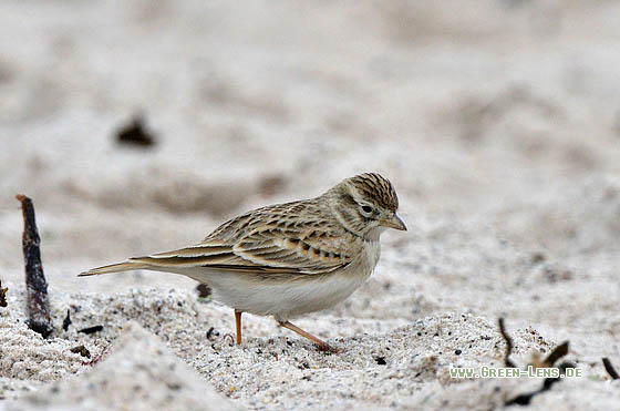 Kurzzehenlerche - Copyright 