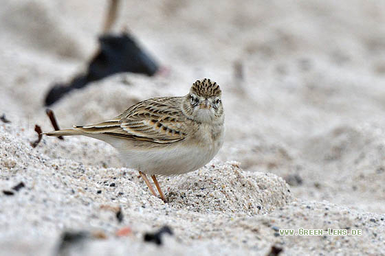 Kurzzehenlerche - Copyright 