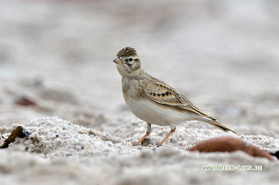 Kurzzehenlerche - Copyright 