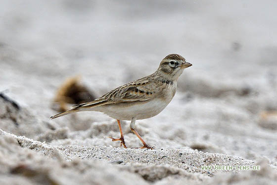 Kurzzehenlerche - Copyright 