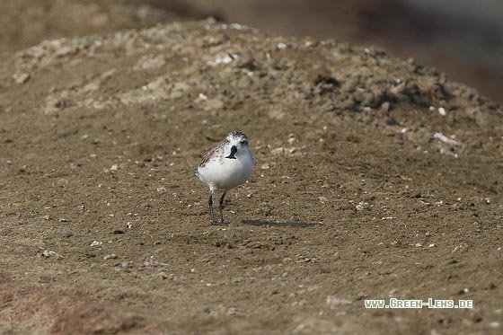 Löffelstrandläufer - Copyright Stefan Pfützke