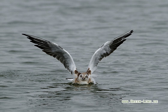 Lachmöwe - Copyright Stefan Pfützke