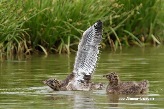 Lachmöwe - Copyright Stefan Pfützke