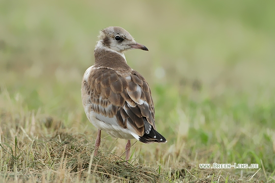 Lachmöwe - Copyright Stefan Pfützke