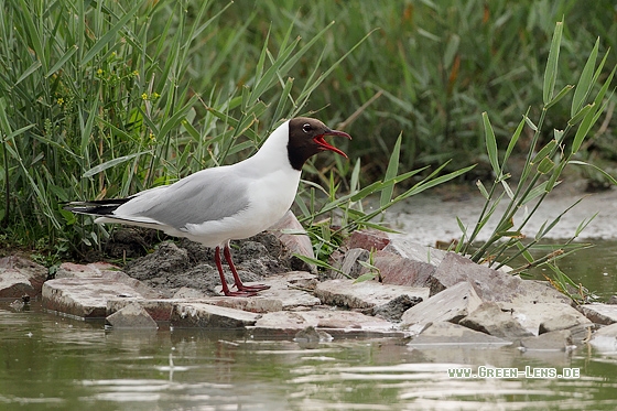 Lachmöwe - Copyright Stefan Pfützke