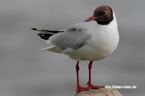 Lachmöwe - Copyright Stefan Pfützke