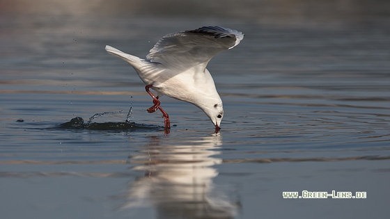 Lachmöwe - Copyright Mathias Putze