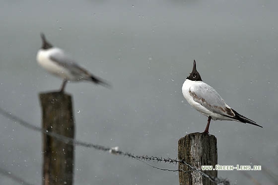 Lachmöwe - Copyright Stefan Pfützke