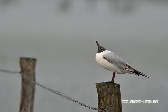 Lachmöwe - Copyright Stefan Pfützke