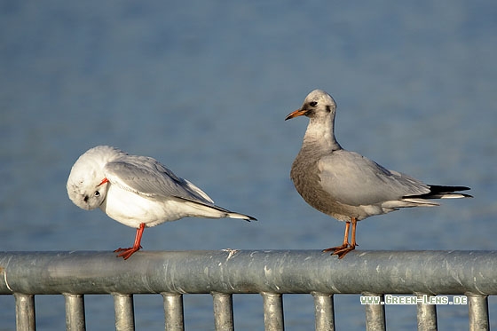 Lachmöwe - Copyright Stefan Pfützke