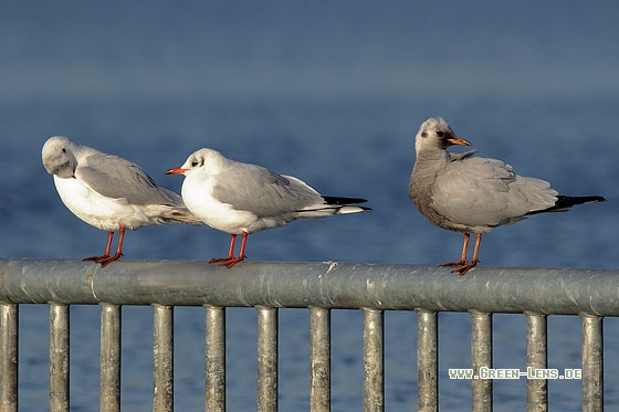 Lachmöwe - Copyright Stefan Pfützke