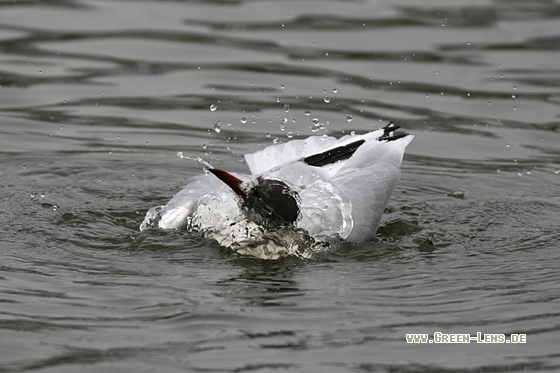 Lachmöwe - Copyright Stefan Pfützke