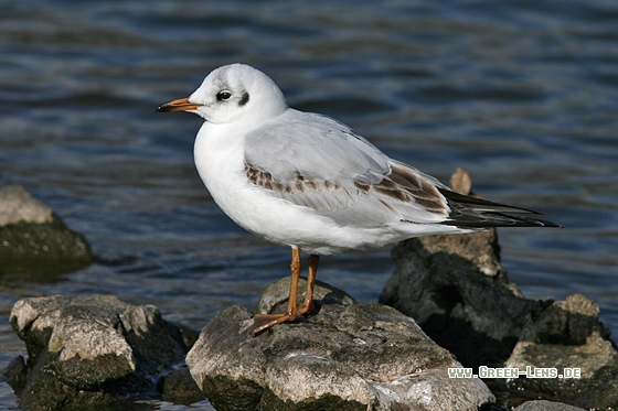 Lachmöwe - Copyright Stefan Pfützke