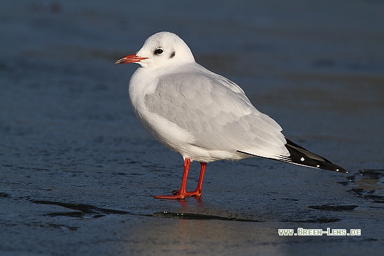 Lachmöwe - Copyright Stefan Pfützke