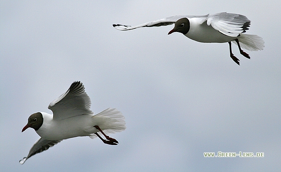 Lachmöwe - Copyright Stefan Pfützke