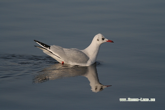 Lachmöwe - Copyright Stefan Pfützke