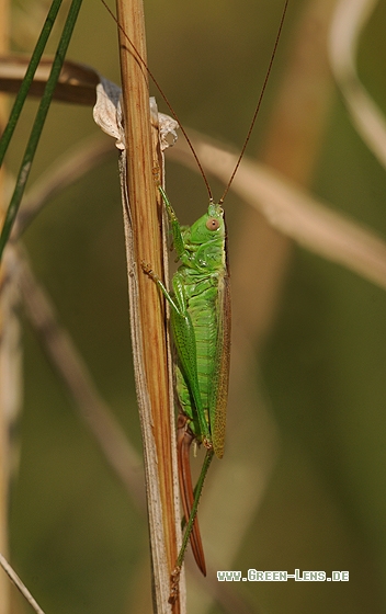 Langflügelige Schwertschrecke - Copyright Christian Gelpke