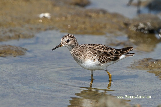 Langzehn-Strandläufer - Copyright Stefan Pfützke