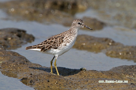 Langzehn-Strandläufer - Copyright Stefan Pfützke