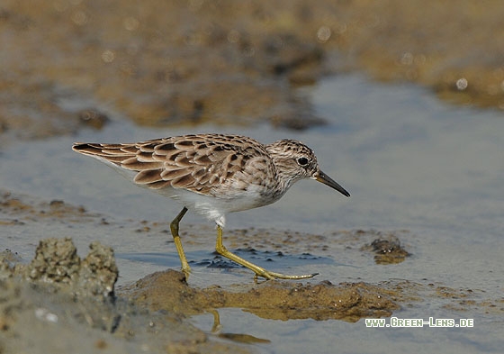 Langzehn-Strandläufer - Copyright Christian Gelpke