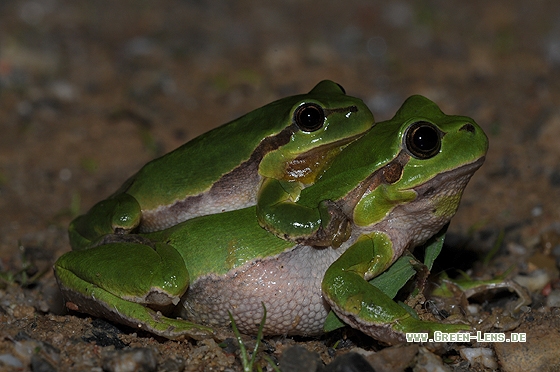 Laubfrosch - Copyright Christian Gelpke