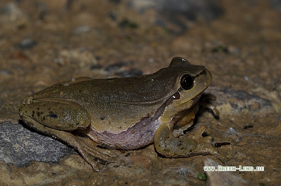 Laubfrosch - Copyright Christian Gelpke