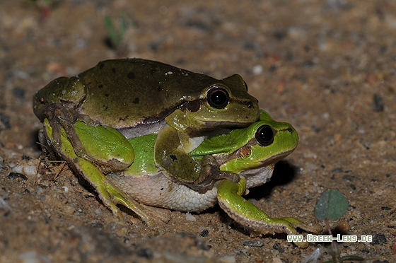 Laubfrosch - Copyright Christian Gelpke