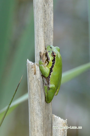 Laubfrosch - Copyright Stefan Pfützke