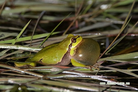 Laubfrosch - Copyright Stefan Pfützke