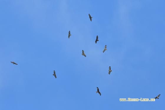 Mäusebussard - Copyright Stefan Pfützke