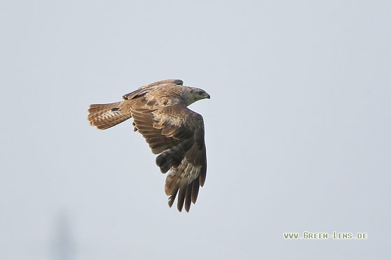 Mäusebussard - Copyright Stefan Pfützke