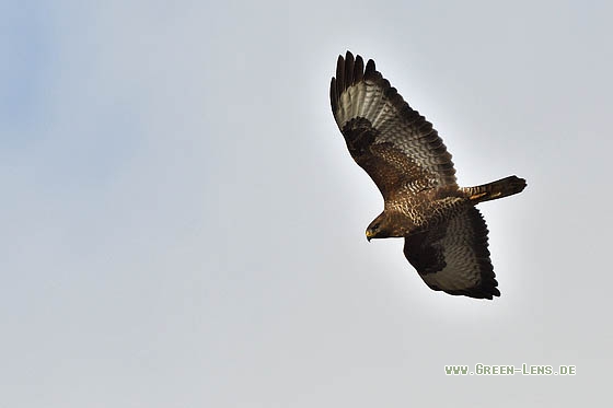 Mäusebussard - Copyright Stefan Pfützke