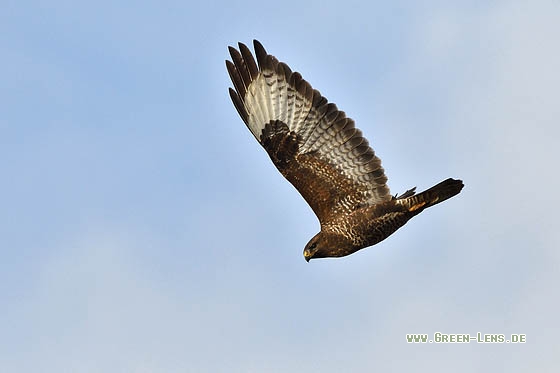 Mäusebussard - Copyright Stefan Pfützke