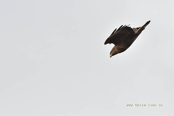 Mäusebussard - Copyright Stefan Pfützke