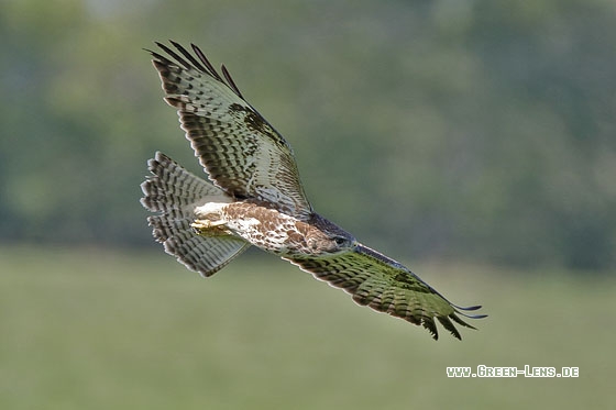 Mäusebussard - Copyright Stefan Pfützke