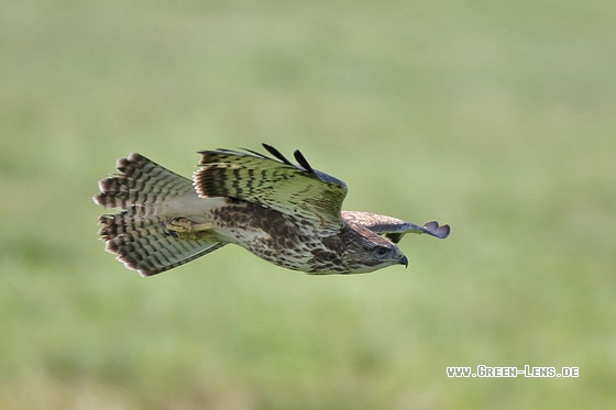 Mäusebussard - Copyright Stefan Pfützke