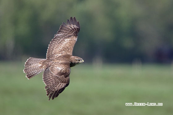 Mäusebussard - Copyright Stefan Pfützke