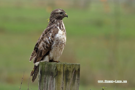 Mäusebussard - Copyright Stefan Pfützke