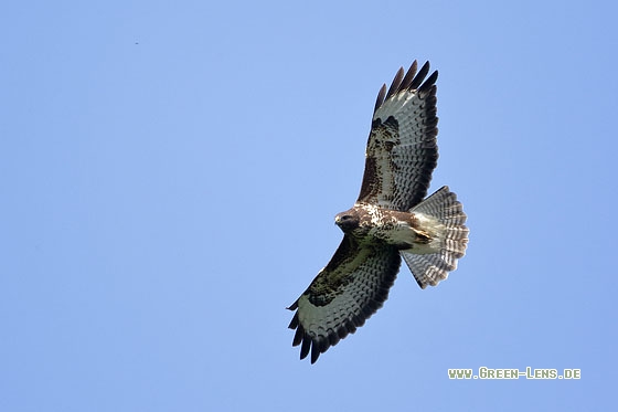 Mäusebussard - Copyright Stefan Pfützke