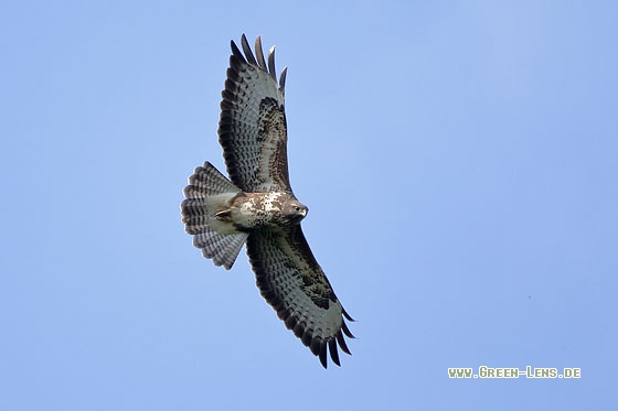 Mäusebussard - Copyright Stefan Pfützke