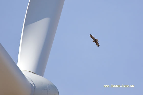 Mäusebussard - Copyright Stefan Pfützke