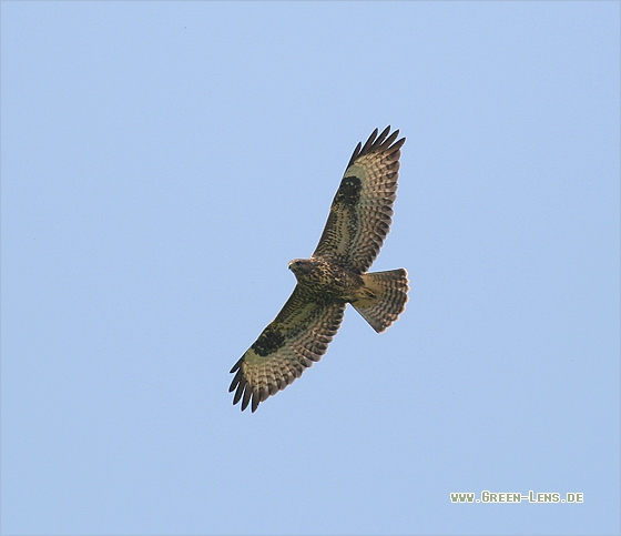 Mäusebussard - Copyright Stefan Pfützke