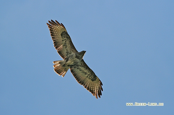 Mäusebussard - Copyright Stefan Pfützke